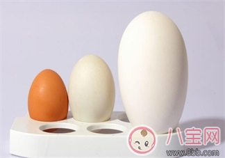 怀孕怎么吃鹅蛋    怀孕吃鹅蛋有哪些好处