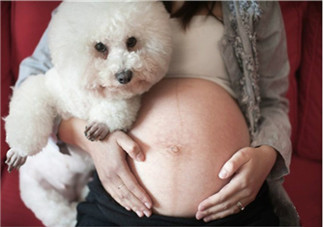 孕期家里有宠物怎么办 孕期养宠物注意事项