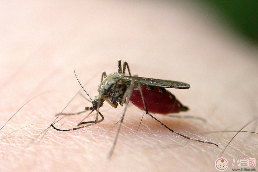 秋蚊子咬人格外迅猛 做好蚊虫防护工作才能让孩子不受侵害