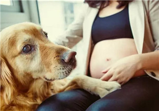 孕妇被狗咬到没出血要打狂犬疫苗吗 孕妇被小狗的牙蹭破皮怎么处理