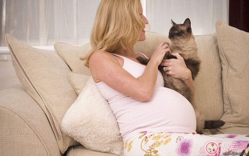 孕期养宠物弓形虫感染怎么办 孕期如何预防弓形虫病