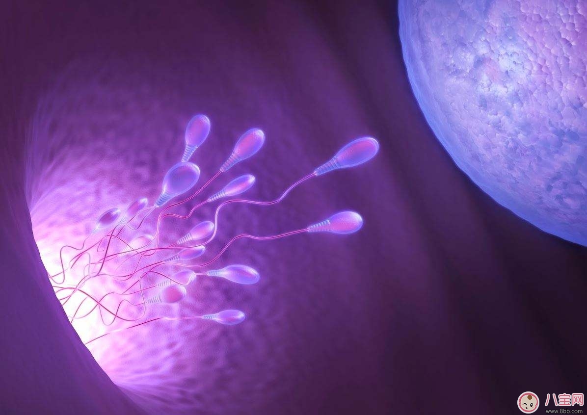 精子检查报告单怎么看 精子成活率为1%老婆能怀孕吗