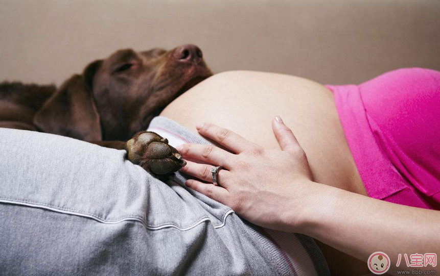 养宠物对怀孕有影响吗 生孩子真的要送走宠物吗