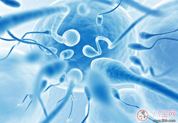 精子的正常标准有哪些 精子异常有哪些形态