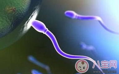 男人精子太少吃什么可以补 男人精子太少会影响怀孕吗