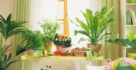卧室|卧室放什么植物最好 房间不能放哪些植物