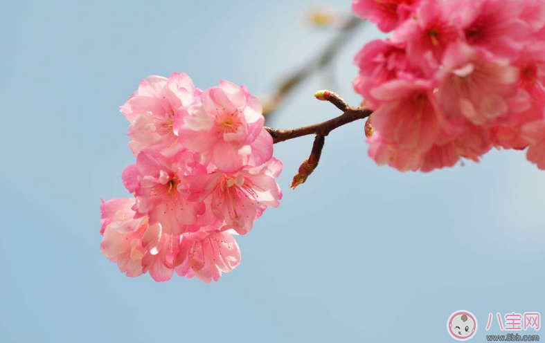 春季享受赏花的心情短语 朋友圈晒花的心情说说句子