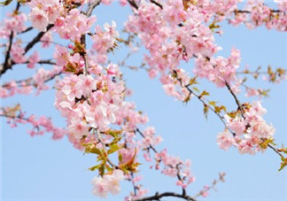 樱花盛开的心情说说图片 描写樱花盛开的句子诗句