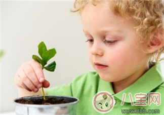 孩子房间放什么植物好 家里有孩子适合种什么植物