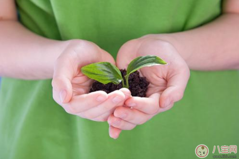 孩子房间放什么植物好 家里有孩子适合种什么植物