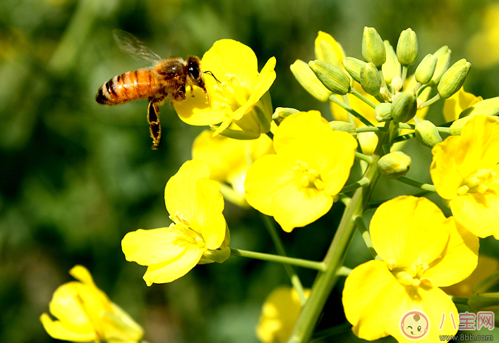 花粉过敏可以用香水吗 春天花粉过敏怎么办