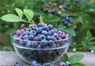 怀孕可以吃蓝莓吗 孕妇一天多少吃蓝莓合适