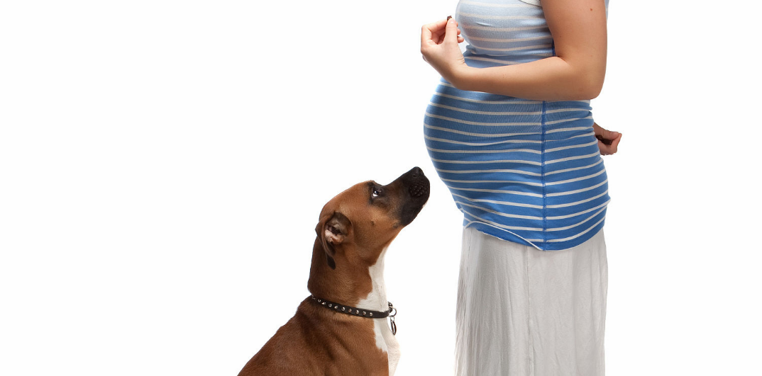 孕期养宠物会感染细菌吗 怀孕宠物就不能养了吗