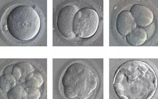 试管婴儿形成胚胎失败是什么原因2018 反复胚胎种植失败怎么办