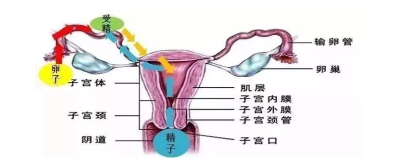 试管婴儿子宫内膜息肉怎么办 胚胎着床子宫内膜息肉解决方法