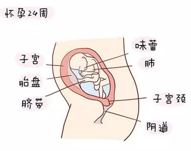 怀孕七个月胎儿长什么样子 怀孕七个月胎儿图2018