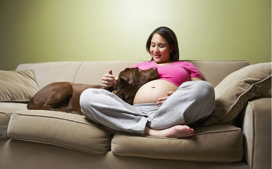 狗狗能察觉主人怀孕吗 主人怀孕了狗狗怎么办