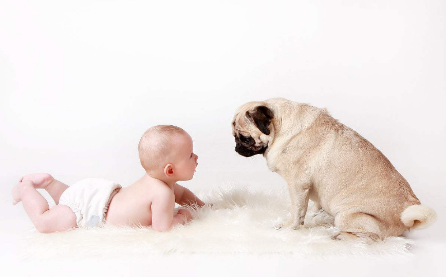 新生儿和狗狗能够共处吗 狗狗对新生儿有影响吗