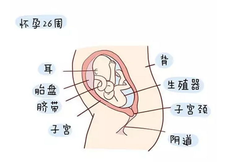 怀孕七个月胎儿长什么样子 怀孕七个月胎儿图2018