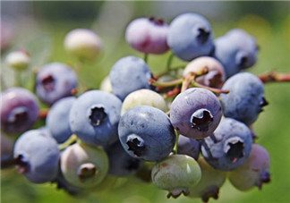 孕妇血糖高可以吃蓝莓吗 可以吃但一定要适量