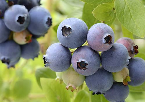 糖尿病人能吃蓝莓吗 如何避免吃了蓝莓血糖高2018