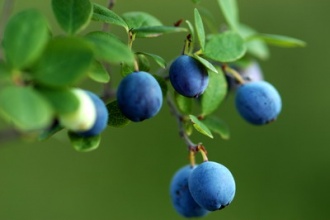 孕妇血糖高可以吃蓝莓吗 可以吃但一定要适量