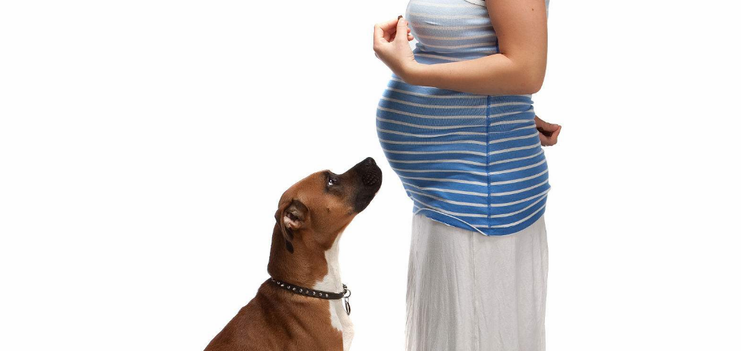 孕期感染弓形虫有什么征兆 如何判断胎儿宫内感染