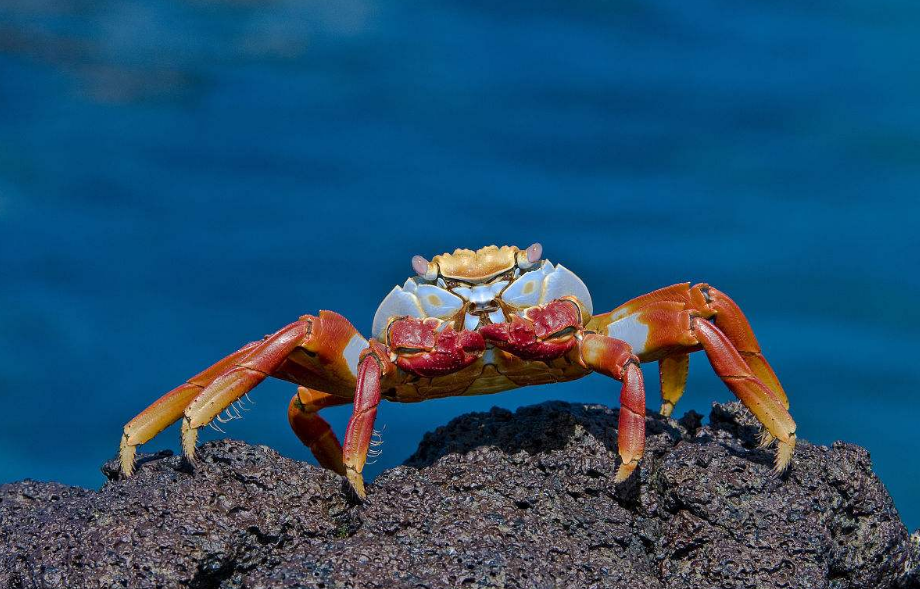 螃蟹不能和什么一起吃 吃螃蟹的时候要注意什么