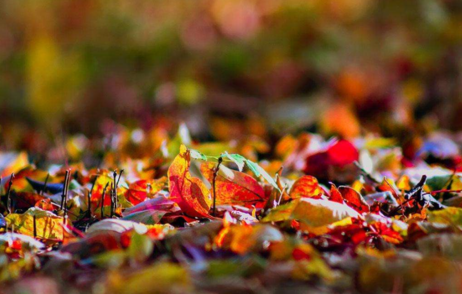 描写秋天景色优美句子 形容秋天的词语和句子2018