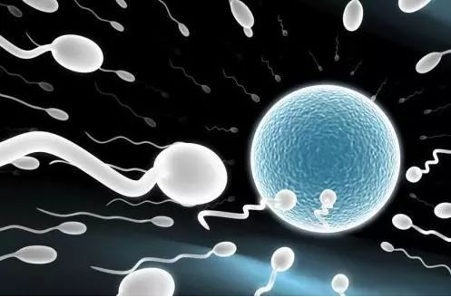 男性精子活力低会导致胎停育吗 男性精子活力低怎么备孕