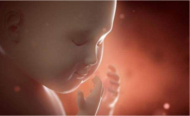 宝宝什么时候开始有心跳的 胎儿心脏发育过程