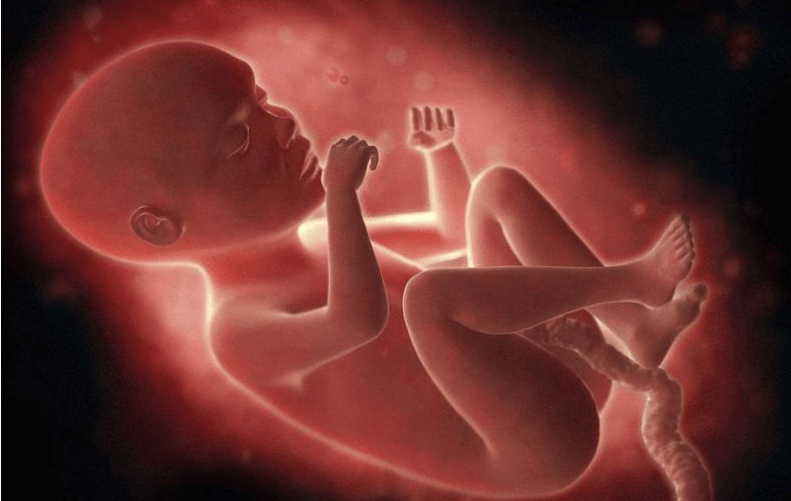 胎儿在肚子里会无聊吗 胎儿在肚子里会做什么