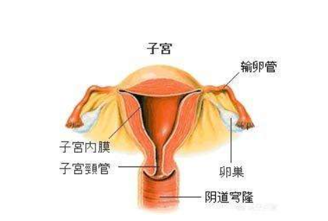 子宫内膜厚度多少容易怀孕 子宫内膜薄怎么办
