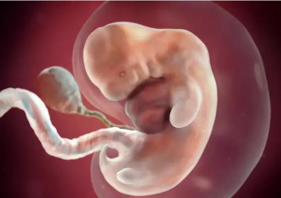 胎芽|怀孕多久能看见胎芽 怀孕没有看见胎芽怎么办