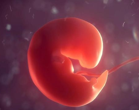 怀孕多久能看见胎芽 怀孕没有看见胎芽怎么办