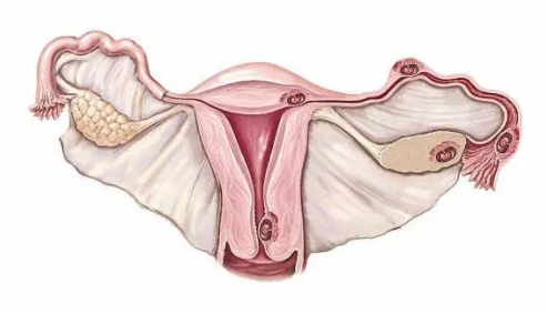 葡萄胎怎么预防 哪些女性容易怀葡萄胎