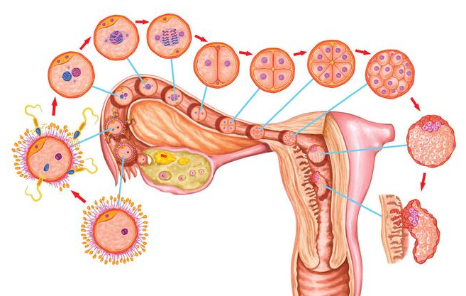 女性宫颈长痘痘是怎么回事 宫颈囊肿会变成宫颈癌吗