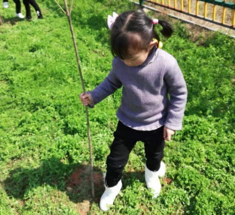 活动|幼儿园大班植树节报道2019 幼儿园大班植树节活动报道