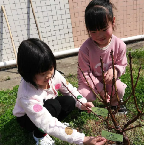 节日|幼儿园小班植树节报道2019 幼儿园小班植树节活动报道