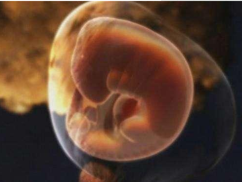 胎儿20周发育过程是怎样的 胎儿发育20周过程详解