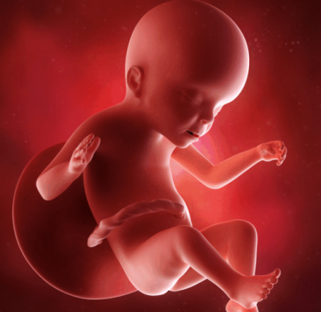 胎儿为什么晚上更活跃 晚上胎动频繁的原因