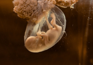 胎儿是喝尿长大的吗 胎儿在肚子里喝尿是真的吗