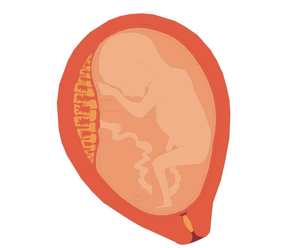 胎儿胎动特别的厉害是什么原因 胎儿胎动有什么明显规律