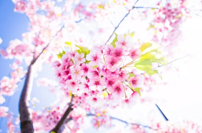 形容春天赏樱花的心情说说 春天赏樱花心情感慨句子