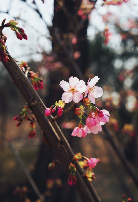 拍照赏樱花的心情说说 赏樱花的唯美心情说说图片大全