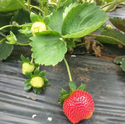 摘草莓的心情说说 摘草莓想发表一个说说怎么发好