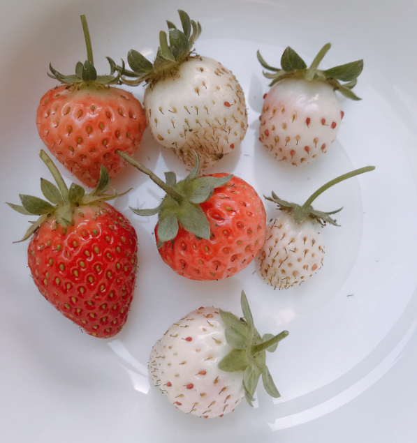 去摘草莓心情短语的说说 关于摘草莓的说说朋友圈