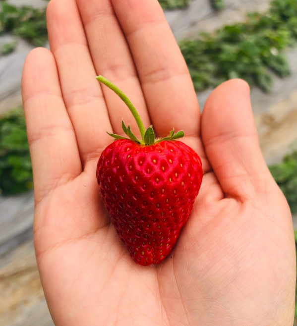 去摘草莓心情短语的说说 关于摘草莓的说说朋友圈