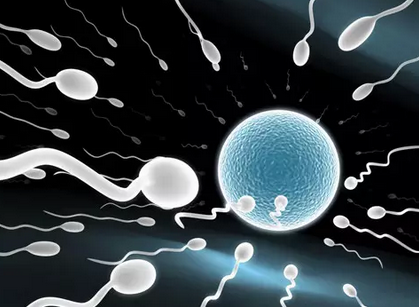 精子和卵子的结合需要什么条件 精子多久可以遇到卵子