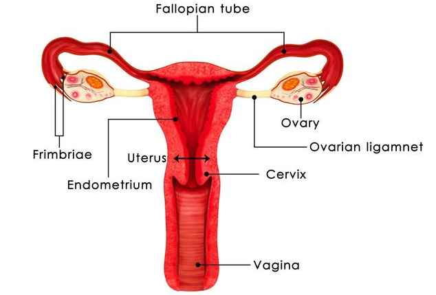 子宫内膜异位症可以做试管婴儿吗 子宫内膜异位症治疗方法